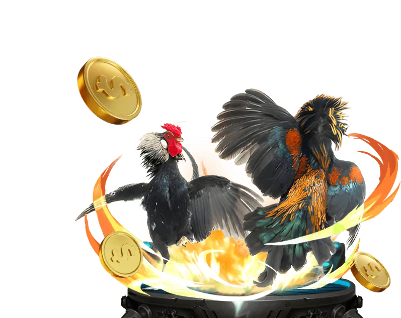 Người chơi K9CC đang phân tích chiến lược đá gà